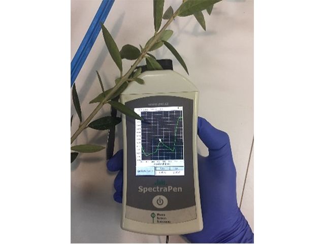 Toma de medidas espectrales de hojas de olivo con un espectro-radiómetro (fuente: Blanca B. Landa, CSIC)