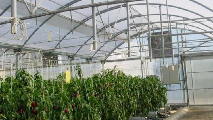 Greenhouse Agriculture In Almería. Techno-economic Analysis