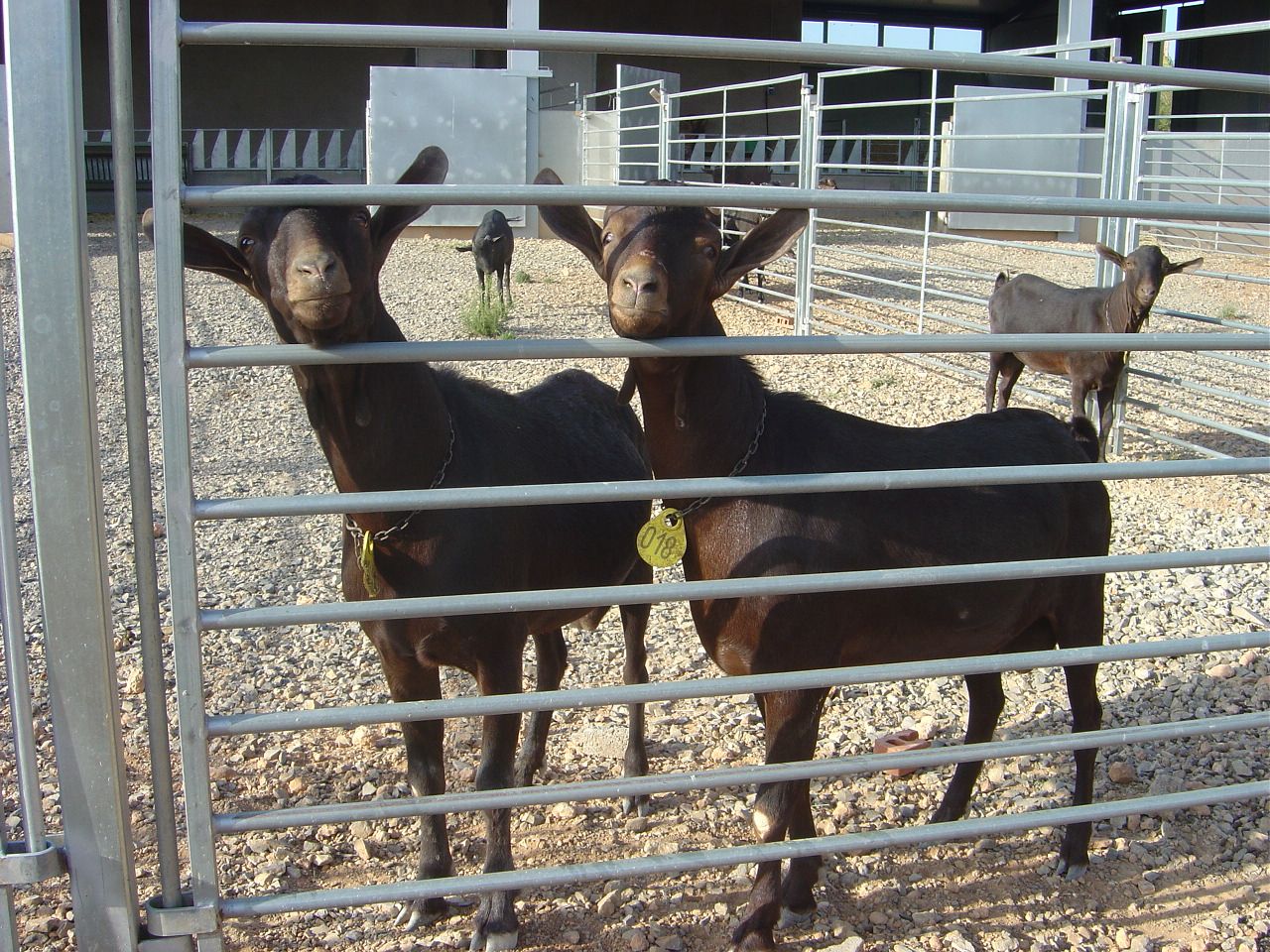 Foto de dos cabras en una granja caprina