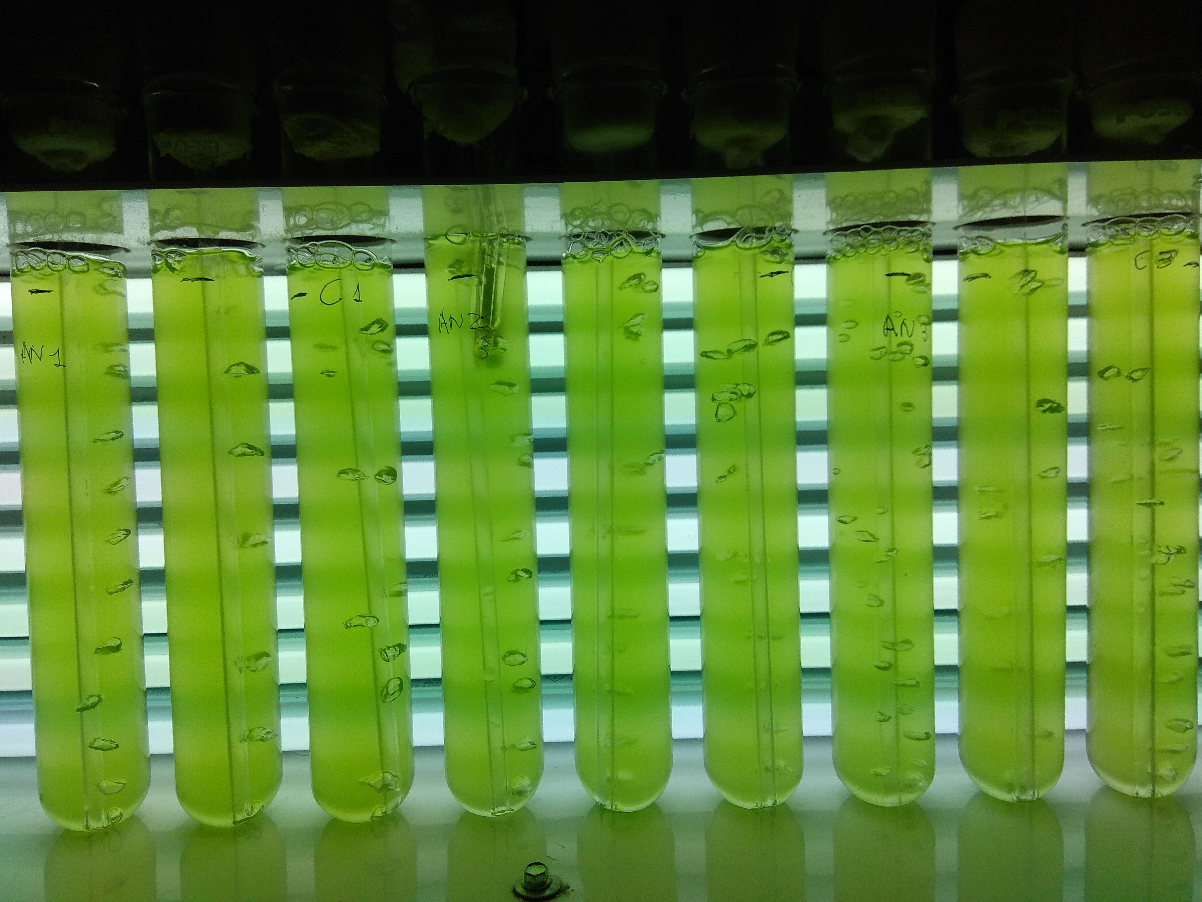 Imagen que muestra tubos de ensayo con sustancia líquida repleta de microalgas