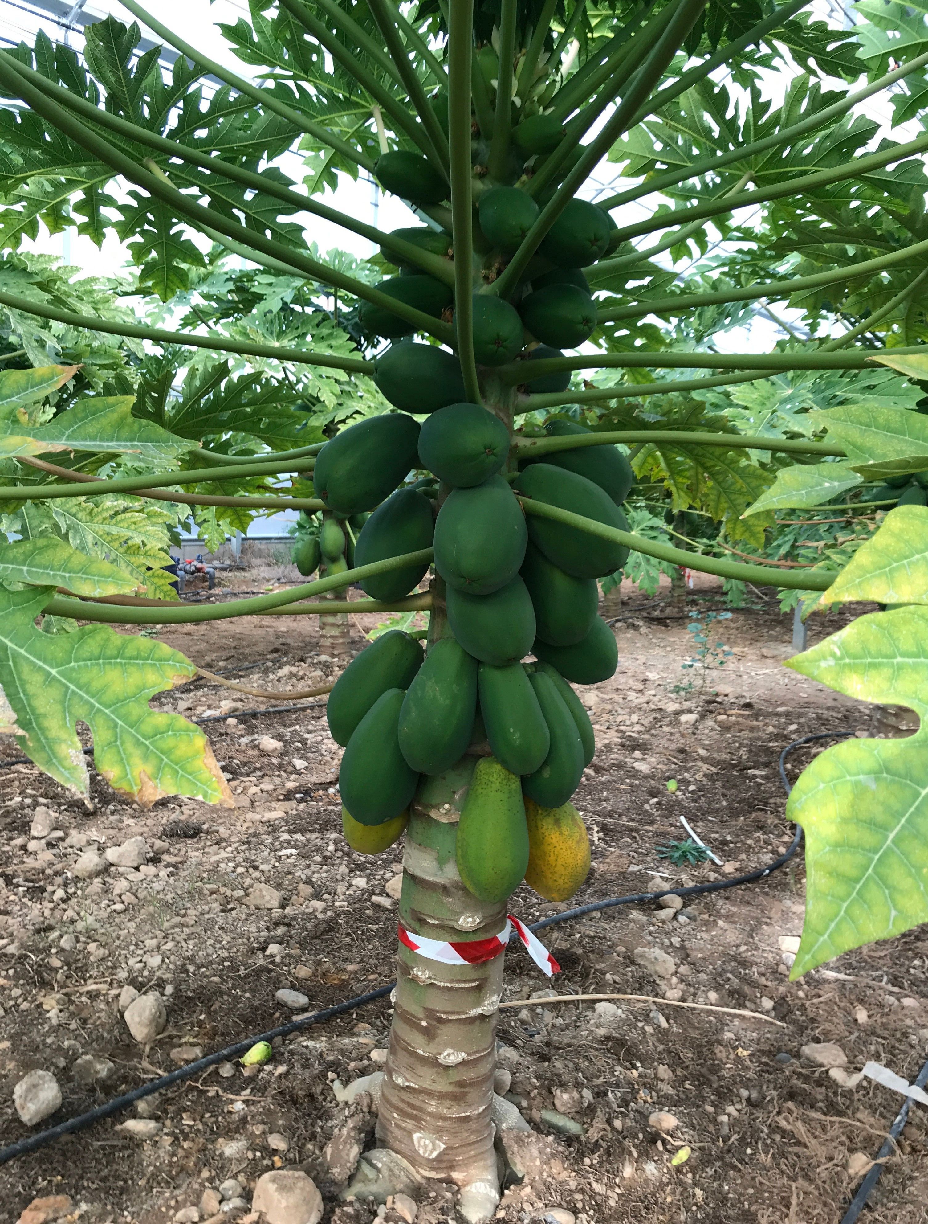 Árbol de papaya en plena producción, frutos maduros y verdes