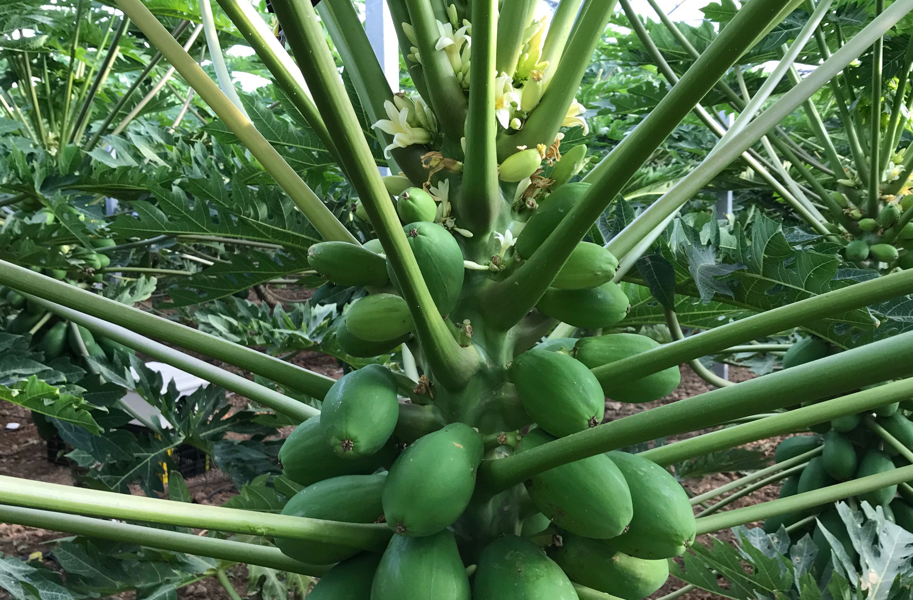 Imagen que muestra la nueva variedad de papaya verde en el campo antes de su cosecha
