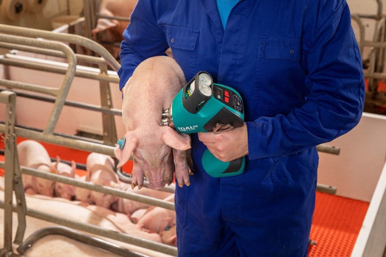Ejemplo de Vacunacion sin aguja en el sector porcino