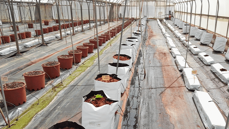 Plantación de higueras en sustrato bajo invernadero