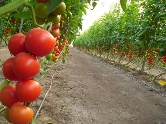 Primer plano de racimo de tomates en invernadero