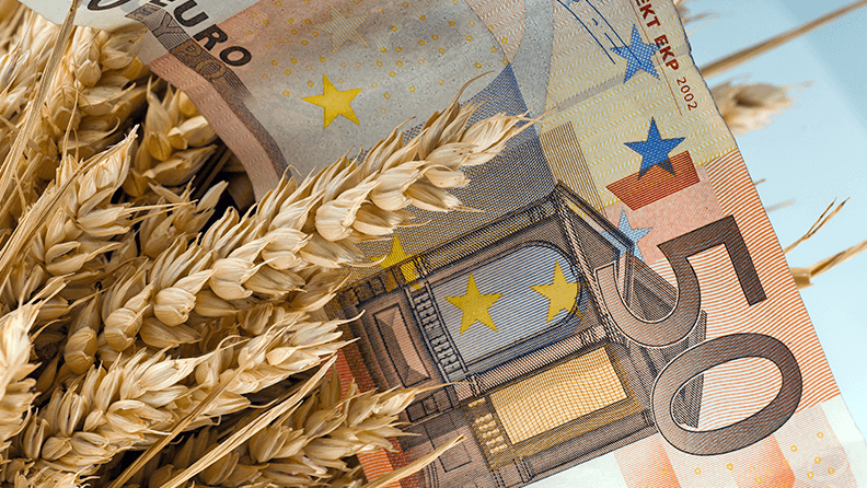 Billete de 50 euros en un campo de trigo