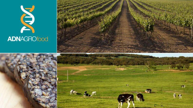 Análisis sintético del sector agroalimentario de Castilla y León 2017