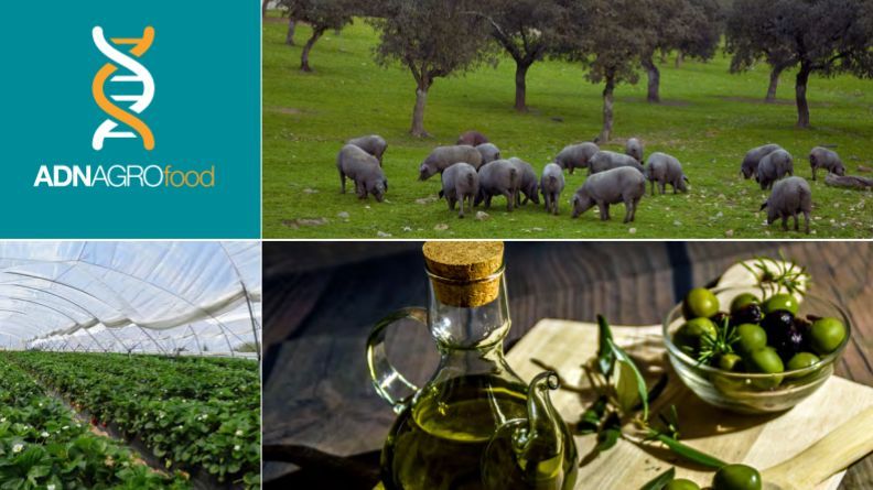 Sector hortofrutícola Andalucía