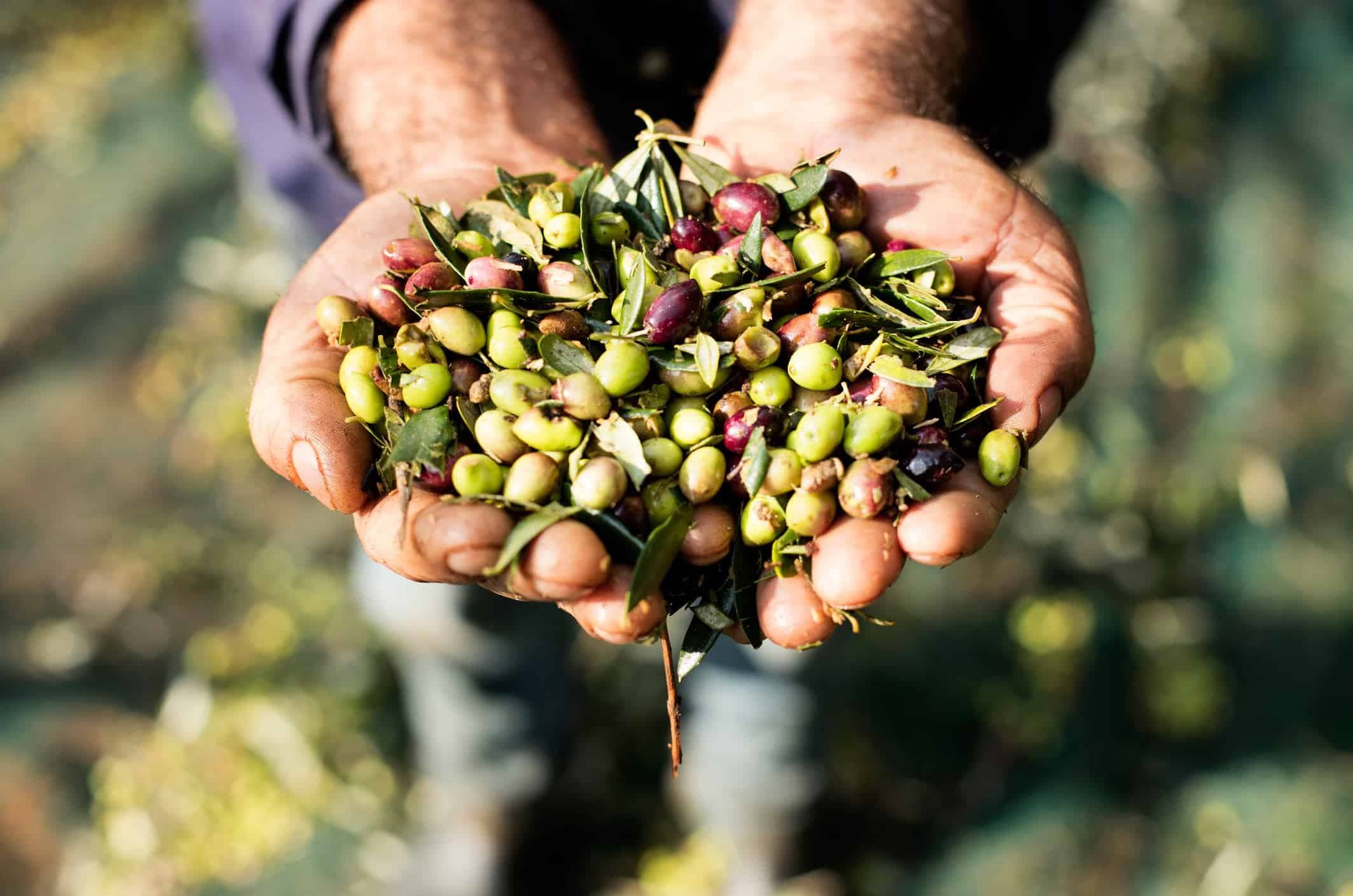Manos sujetando olivas en diferente estado de madurez
