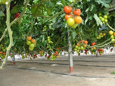 Sistema NGS de cultivo en invernadero