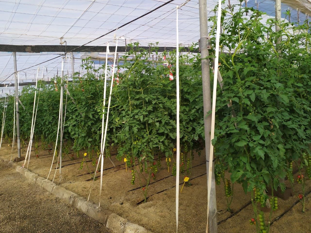 Invernadero con plantas de tomates