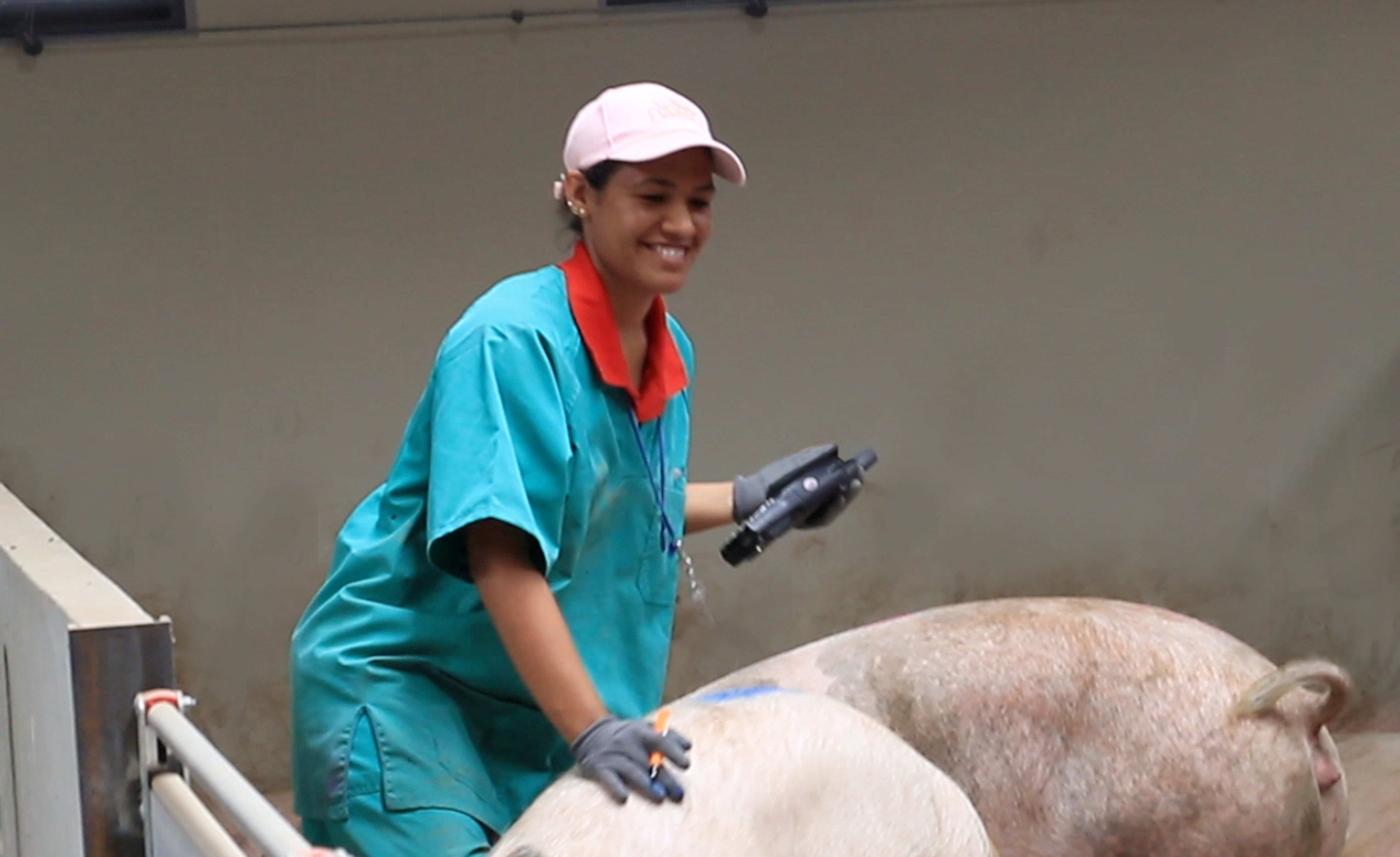 Personal laboral en granja de cerdos, llevando el control de sanidad, salud y bienestar del animal