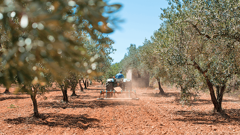 Tractor en Campo de Olivos
