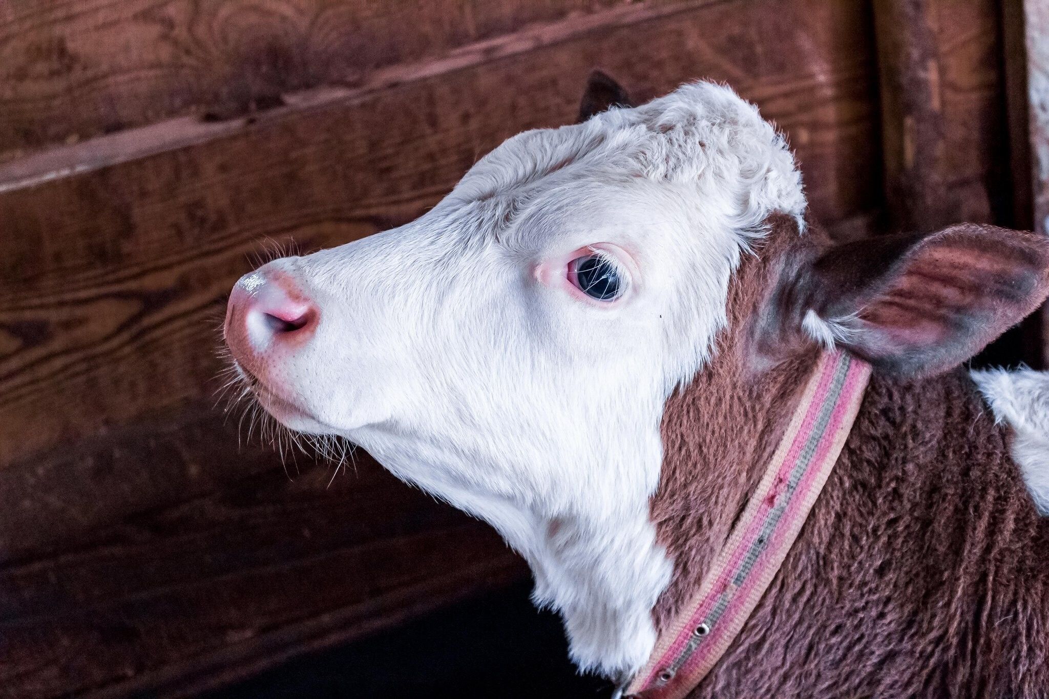 Vaca con collar de monitorización