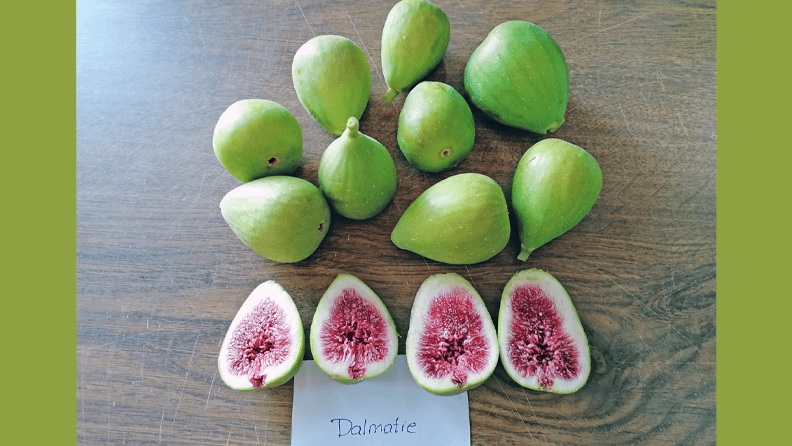 Variedad dalmatie