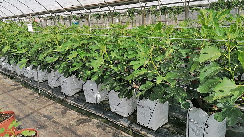 Higuera plantada en easy planter