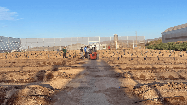 Plantación superintensiva de cítricos al aire libre, protegida con cortavientos de malla, en una parcela de alrededor de 5000 m2