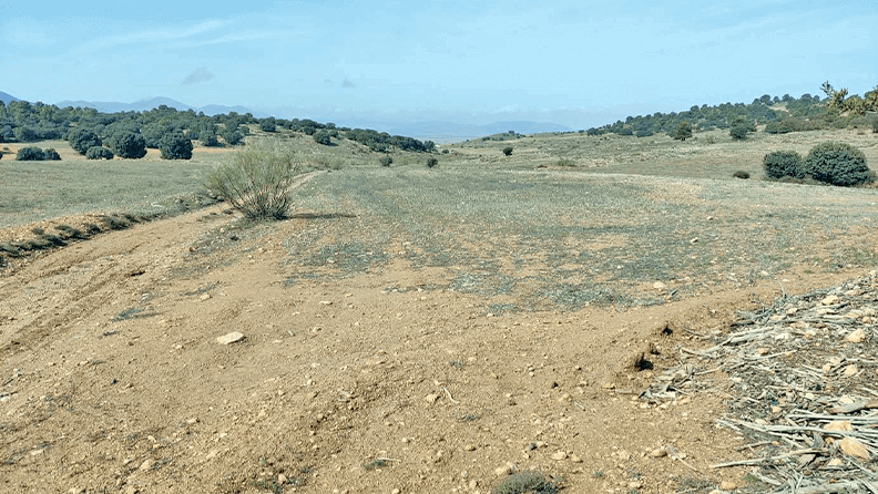 Zona de actuación para la reforestación correspondiente a 'Bosque Cajamar'