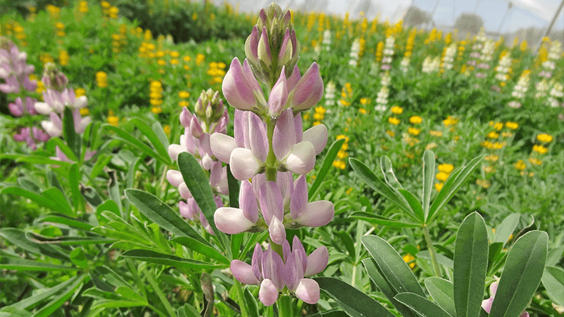 Lupinus hispanicus