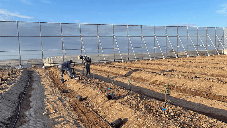 Plantación superintensiva de cítricos al aire libre, protegida con cortavientos de malla, en una parcela de alrededor de 5000 m2