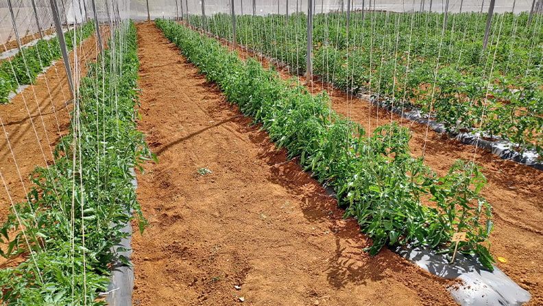 -Biocidas, cultivo de tomate valenciano