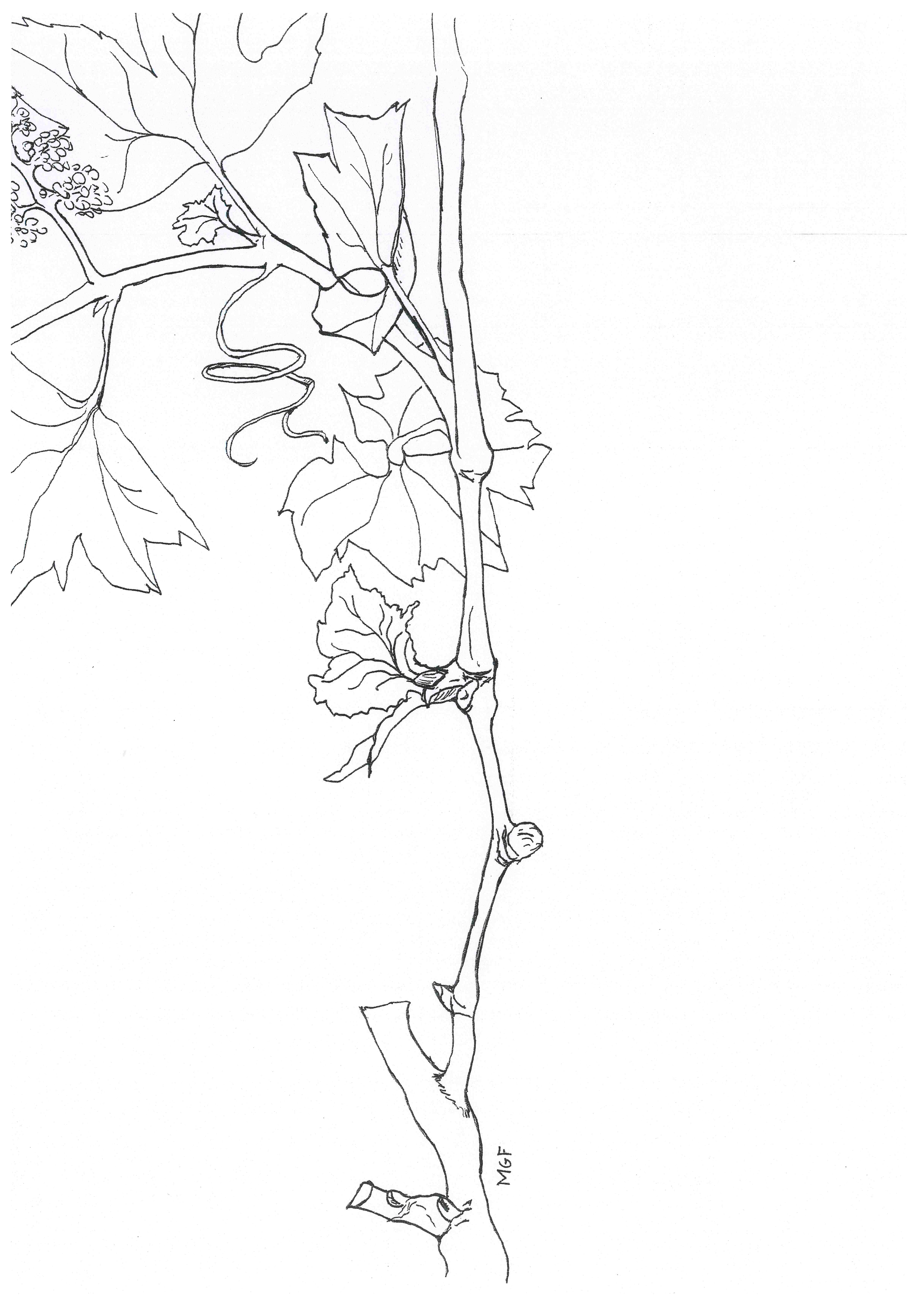 Figura 1. Organografía de la uva de mesa.