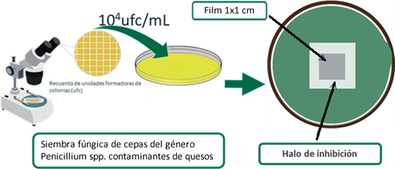 Figura 3. Esquema del proceso de validación de la actividad antifúngica de los envases que incorporan el aditivo obtenido del lactosuero. 