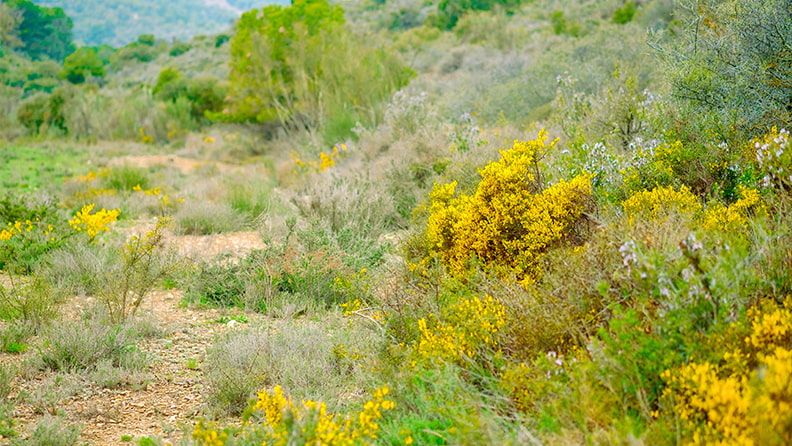 En esta zona predominan los aulagares-romerales dominados por la aulaga (Genista scorpius)