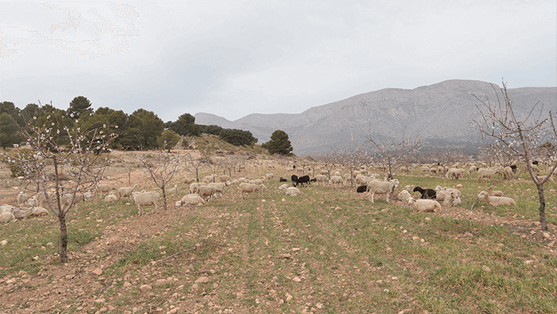 Ovejas entre almendros en el Territorio AlVelAl.