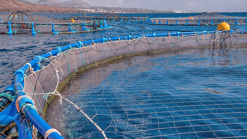 Jaula flotante de una piscifactoría en la costa de Lanzarote, Canarias