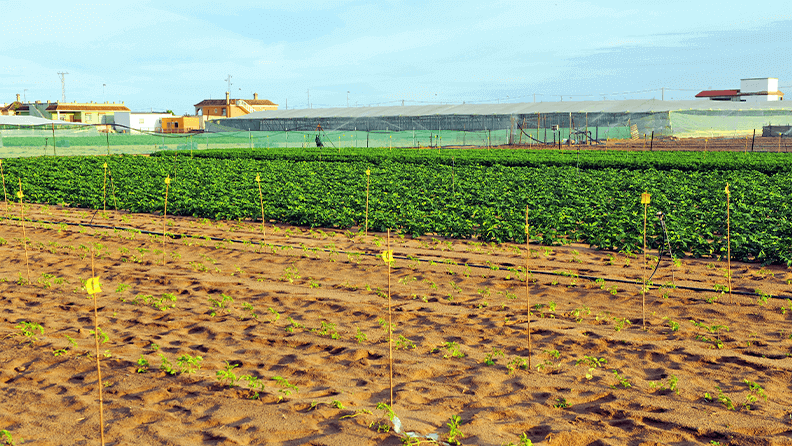 Colonia agrícola en Monte Algaida en Sanlúcar de Barrameda, Cádiz, España
