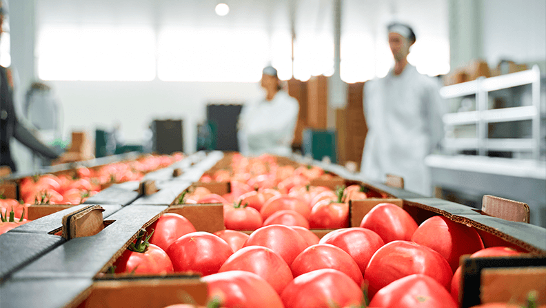 Procesado de hortícolas en una empresa agroalimentaria