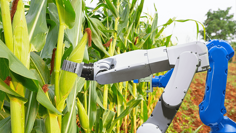Asistente de robot agrícola cosechando maíz