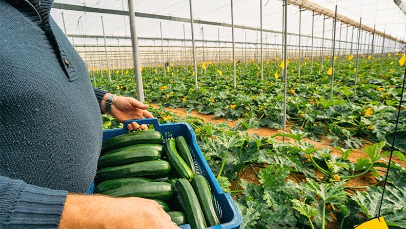 Un agricultor con una caja de calabacines recién cosechada