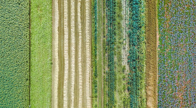 Campo de cultivo basado en permacultura
