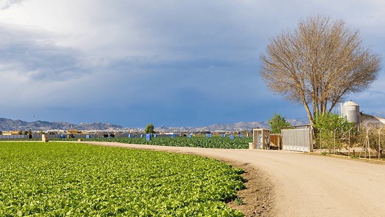 Campo de lechugas en Murcia
