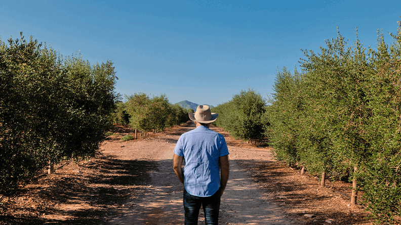 Campo de olivos en la provincia de Almería (Andalucía, España)