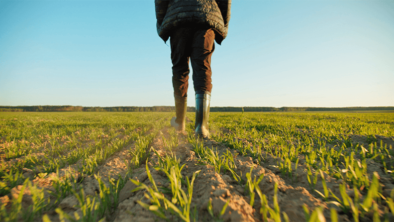 Campo de trigo joven