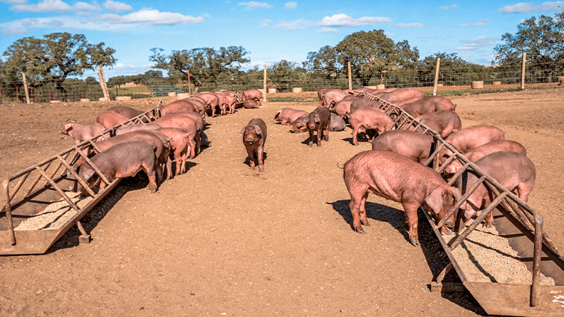 Cerdo Ibérico en la dehesa de Extremadura