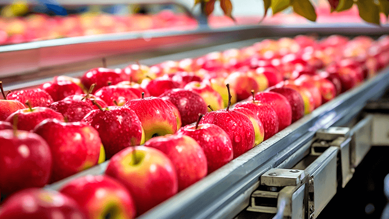 Manzanas en un almacén de manipulado