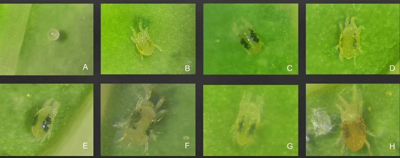 Figura 1. Ciclo de vida de Tetranychus urticae. A. Huevo. B. Larva. C. Portocrisálida. D. Protoninfa. E. Deutocrisálida. F. Deutoninfa. G.Teliocrisálida. H. Adulto hembra. 