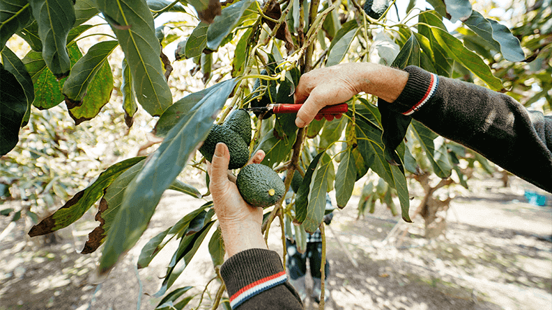 Cosecha de aguacates 'Hass' en Vélez-Málaga
