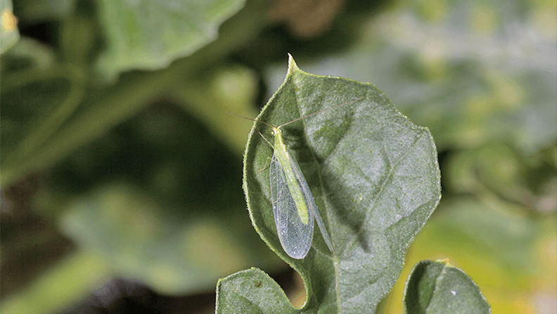 Crisopa adulta sobre hoja de sandía