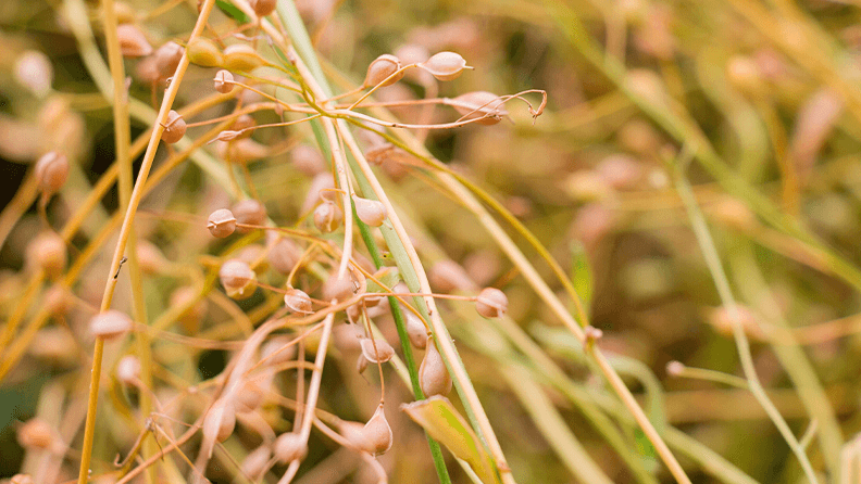 Plantación de camelina