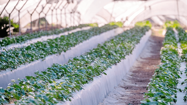 Explotación agrícola dedicada al cultivo de fresas en Huelva. Efeagro/Julián Pérez