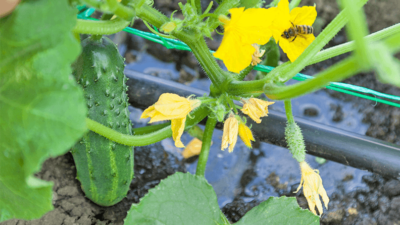 Riego por goteo en un cultivo de pepinos