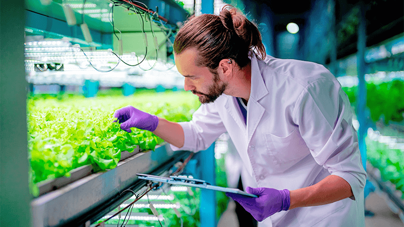 Sistema de producción en hidropónico y vertical