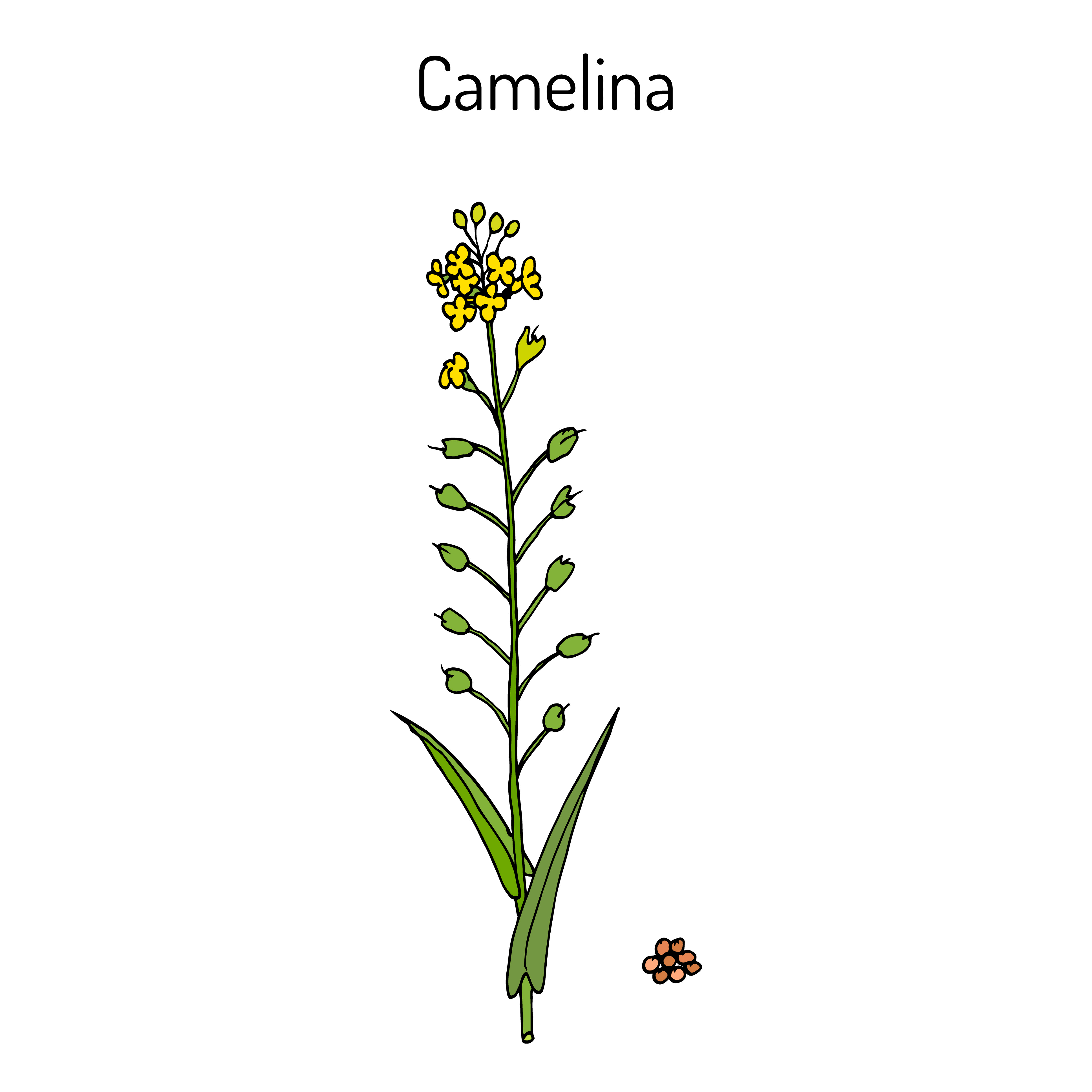 Esquema planta camelina