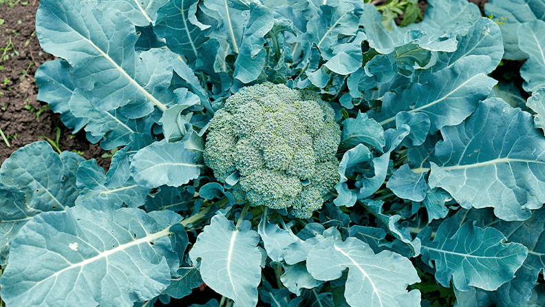Figura 2. Las hojas y los tallos del brócoli, que no se destinan al consumo humano tienen elevado contenido en ingredientes bioactivos. 