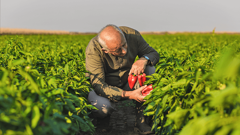 Persona mayor en mitad de un campo de cultivo de pimientos, representa el envejecimiento de los profesionales agrarios